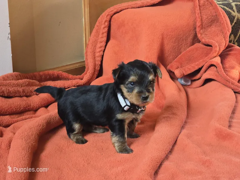 Lucy's and Benji's Gray Collar Puppy  – Yorkshire Terrier puppy for sale in Cottage Grove, MN