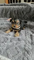 Lucy's and Benji's Gray Collar Puppy , a male Yorkshire Terrier for sale in Cottage Grove, MN – Photo 5 of 10