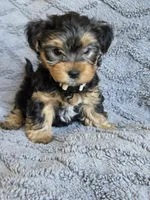 Lucy's and Benji's Gray Collar Puppy , a male Yorkshire Terrier for sale in Cottage Grove, MN – Photo 3 of 10