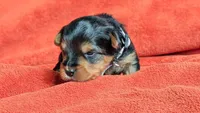 Lucy's and Benji's White Collar Puppy , a male Yorkshire Terrier for sale in Cottage Grove, MN – Photo 3 of 3