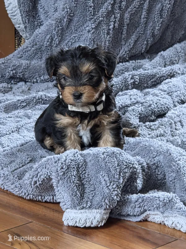 Lucy's and Benji's Gray Collar Puppy  – Yorkshire Terrier puppy for sale in Cottage Grove, MN