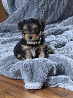 Lucy's and Benji's Gray Collar Puppy , a male Yorkshire Terrier for sale in Cottage Grove, MN – Photo 4 of 10