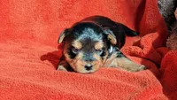 Lucy's and Benji's Red Collar Puppy , a male Yorkshire Terrier for sale in Cottage Grove, MN – Photo 3 of 4