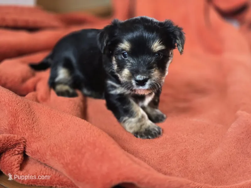 Lucy's and Benji's Red Collar Puppy  – Yorkshire Terrier puppy for sale in Cottage Grove, MN