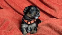 Lucy's and Benji's Red Collar Puppy , a male Yorkshire Terrier for sale in Cottage Grove, MN – Photo 2 of 4