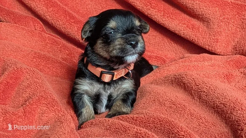 Lucy's and Benji's Red Collar Puppy  – Yorkshire Terrier puppy for sale in Cottage Grove, MN