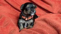 Lucy's and Benji's Red Collar Puppy , a male Yorkshire Terrier for sale in Cottage Grove, MN – Photo 1 of 4