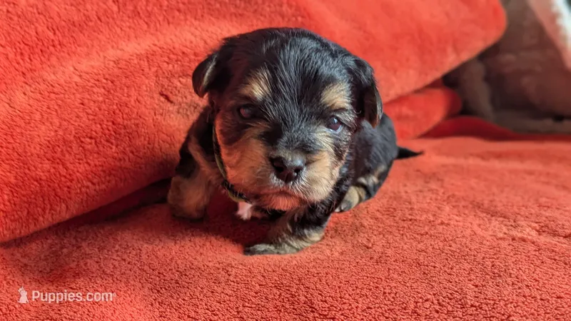 Lucy's and Benji's Dark Green Collar Puppy  – Yorkshire Terrier puppy for sale in Cottage Grove, MN