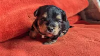 Lucy's and Benji's Dark Green Collar Puppy , a male Yorkshire Terrier for sale in Cottage Grove, MN – Photo 1 of 6