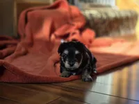 Lucy's and Benji's Dark Green Collar Puppy , a male Yorkshire Terrier for sale in Cottage Grove, MN – Photo 4 of 9