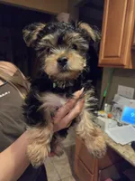 Lucy's and Benji's Dark Green Collar Puppy , a male Yorkshire Terrier for sale in Cottage Grove, MN – 5 of 10
