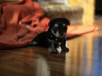 Lucy's and Benji's Dark Green Collar Puppy , a male Yorkshire Terrier for sale in Cottage Grove, MN – Photo 2 of 9