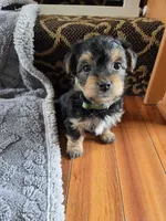Lucy's and Benji's Dark Green Collar Puppy , a male Yorkshire Terrier for sale in Cottage Grove, MN – Photo 1 of 9