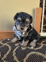 Lucy's and Benji's Dark Green Collar Puppy , a male Yorkshire Terrier for sale in Cottage Grove, MN – Photo 3 of 9