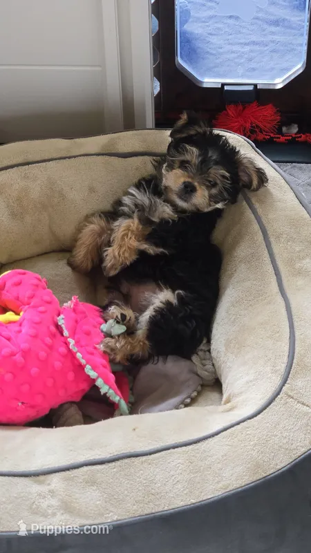 Lucy's and Benji's Dark Green Collar Puppy  – Yorkshire Terrier puppy for sale in Cottage Grove, MN