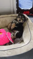 Lucy's and Benji's Dark Green Collar Puppy , a male Yorkshire Terrier for sale in Cottage Grove, MN – 1 of 10
