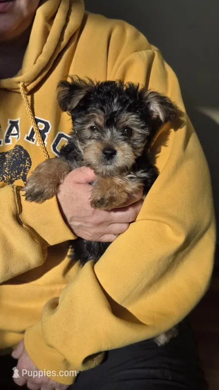 Lucy's and Benji's Dark Green Collar Puppy  – Yorkshire Terrier puppy for sale in Cottage Grove, MN
