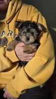 Lucy's and Benji's Dark Green Collar Puppy , a male Yorkshire Terrier for sale in Cottage Grove, MN – 2 of 10