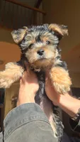 Lucy's and Benji's Dark Green Collar Puppy , a male Yorkshire Terrier for sale in Cottage Grove, MN – 4 of 10