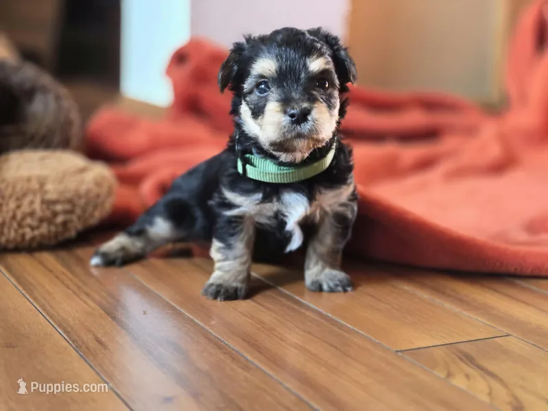 Lucy's and Benji's Dark Green Collar Puppy  – Yorkshire Terrier puppy for sale in Cottage Grove, MN