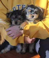 Lucy's and Benji's Dark Green Collar Puppy , a male Yorkshire Terrier for sale in Cottage Grove, MN – 3 of 10