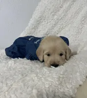 Mia, a female Golden Retriever for sale in Miami, FL – Photo 2 of 2