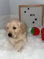 Mia, a female Golden Retriever for sale in Miami, FL – Photo 2 of 2