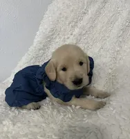 Mia, a female Golden Retriever for sale in Miami, FL – Photo 1 of 2