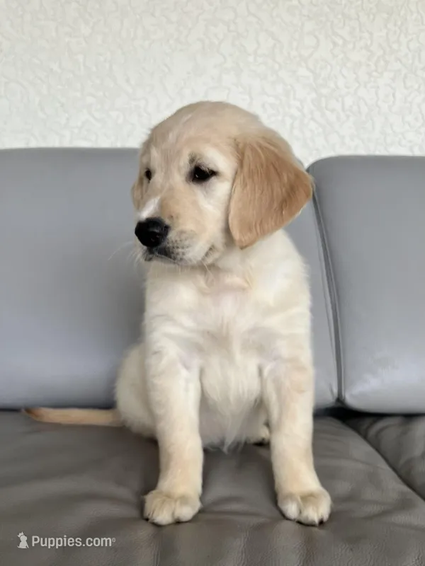 Lola, a female Golden Retriever for sale in Miami, FL – Photo 1 of 1