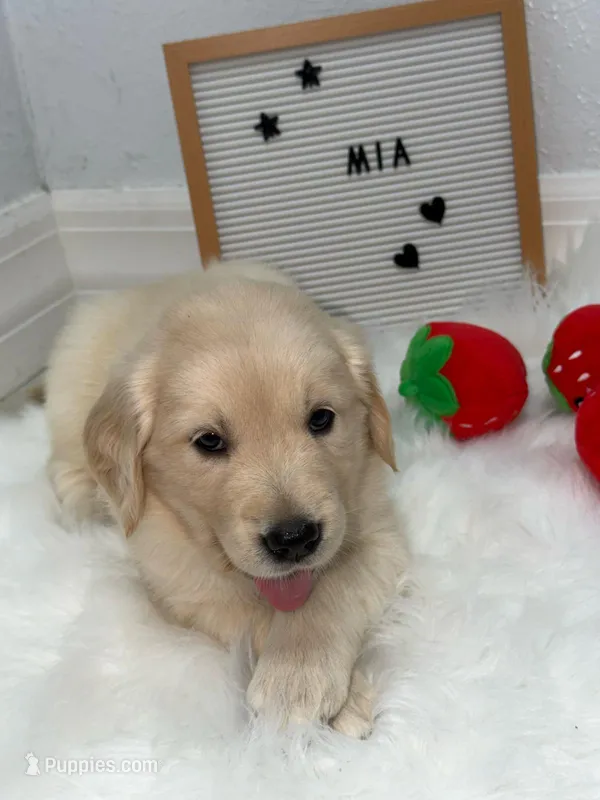 Mia – Golden Retriever puppy for sale in Miami, FL