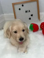 Mia, a female Golden Retriever for sale in Miami, FL – Photo 1 of 2