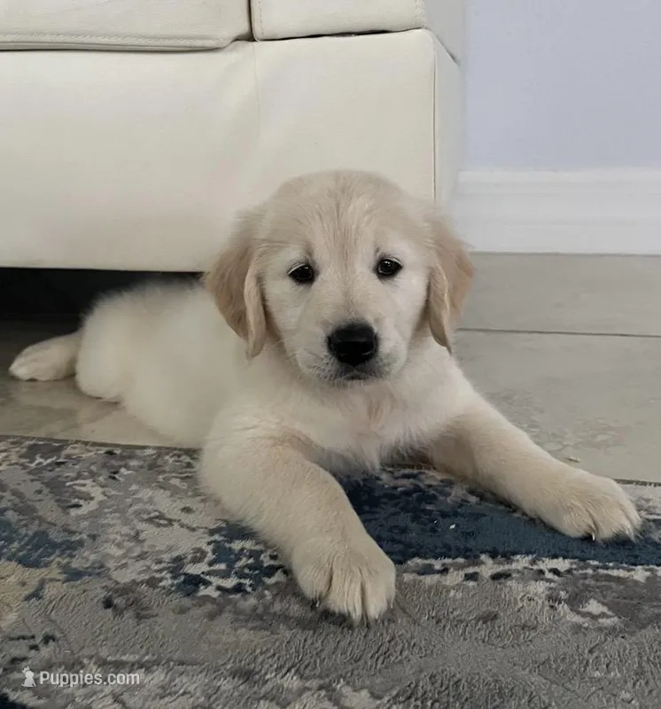 Luna  – Golden Retriever puppy for sale in Miami, FL