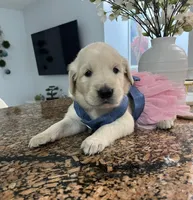 Nala, a female Golden Retriever for sale in Miami, FL – Photo 1 of 2