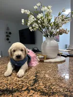 Nala, a female Golden Retriever for sale in Miami, FL – Photo 2 of 2