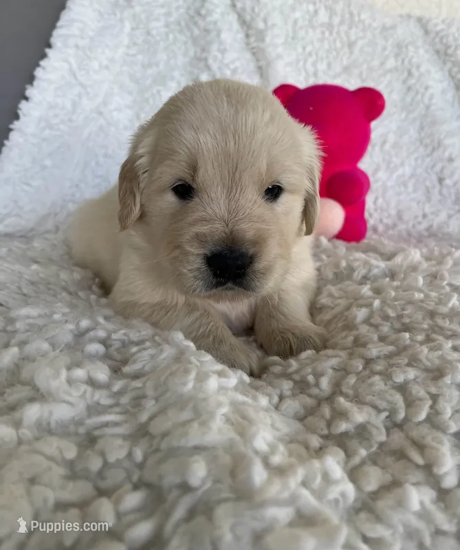 Leo  – Golden Retriever puppy for sale in Miami, FL