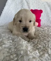 Leo , a male Golden Retriever for sale in Miami, FL – Photo 1 of 3