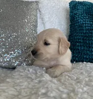 Leo , a male Golden Retriever for sale in Miami, FL – Photo 3 of 3