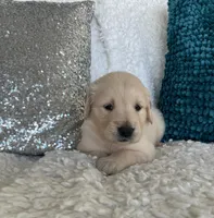 Leo , a male Golden Retriever for sale in Miami, FL – Photo 2 of 3