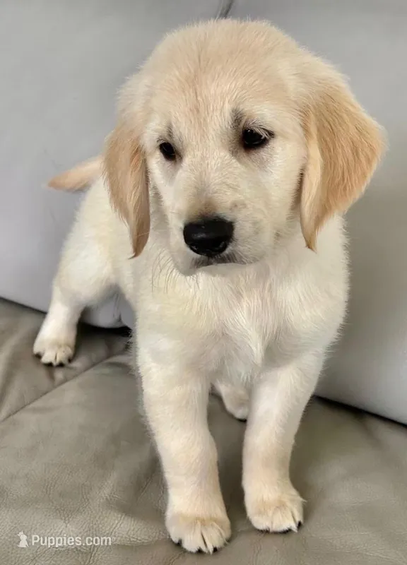 Leo  – Golden Retriever puppy for sale in Miami, FL