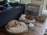 Dijon, a female Poodle - Standard  for sale in Newberg, OR – Photo 3 of 5