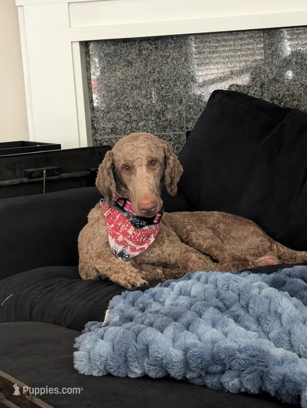 Dijon, a female Poodle - Standard  for sale in Newberg, OR – Photo 1 of 5