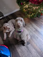 Dijon, a female Poodle - Standard  for sale in Newberg, OR – Photo 5 of 5