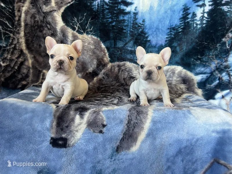 Clair – French Bulldog puppy for sale in Fallbrook, CA