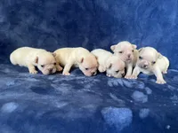 Bella, a female French Bulldog for sale in Fallbrook, CA – 2 of 2