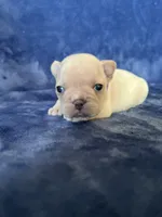 Sofie, a female French Bulldog for sale in Fallbrook, CA – 2 of 2