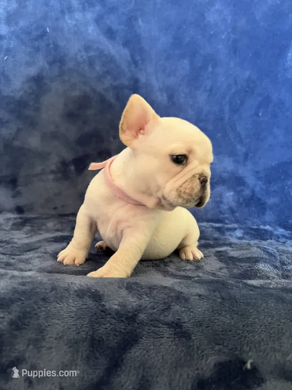 Sofie – French Bulldog puppy for sale in Fallbrook, CA