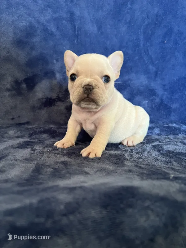 Bella – French Bulldog puppy for sale in Fallbrook, CA