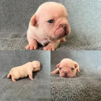Mrs Green, a female French Bulldog for sale in Fallbrook, CA – 1 of 2