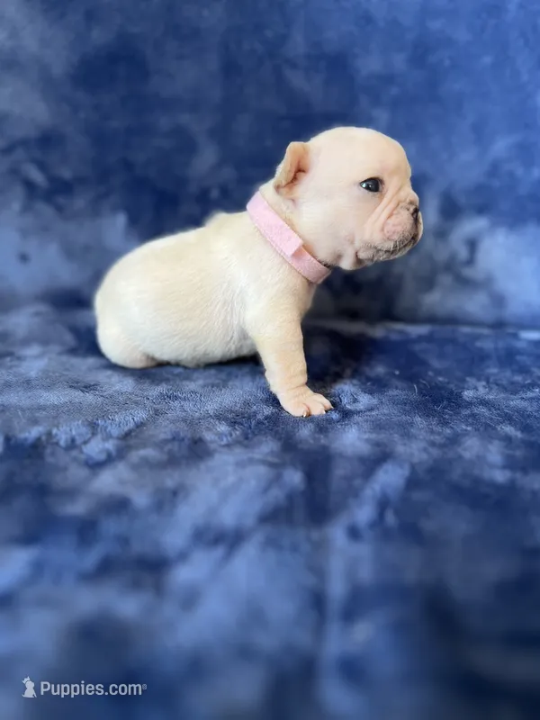 Sofie – French Bulldog puppy for sale in Fallbrook, CA