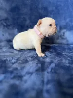 Sofie, a female French Bulldog for sale in Fallbrook, CA – 1 of 2